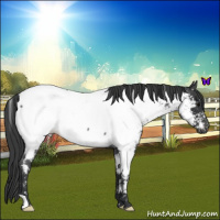 Horse Color:Blue Roan Near Fewspot 