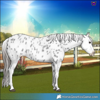 Horse Color:Blue Roan Appaloosa 