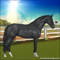 Horse Color:Blue Roan Varnish 