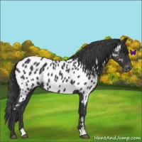 Horse Color:Blue Roan Near Leopard 