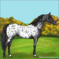 Horse Color:Blue Roan Appaloosa 