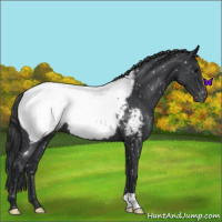 Horse Color:Blue Roan Snowcap 