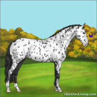 Horse Color:Blue Roan Near Leopard 