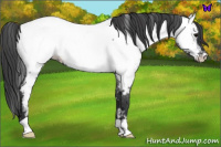 Horse Color:Blue Roan Near Fewspot 
