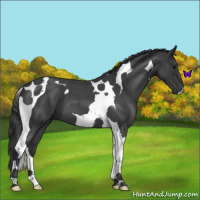 Horse Color:Blue Roan Tobiano 