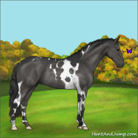 Horse Color:Black Tobiano Rabicano 