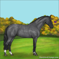 Horse Color:Blue Roan Tobiano