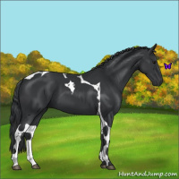 Horse Color:Black Tobiano 