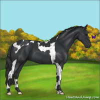 Horse Color:Black Tobiano 
