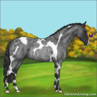 Horse Color:Blue Roan Tobiano Rabicano 