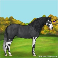 Horse Color:Blue Roan Splash