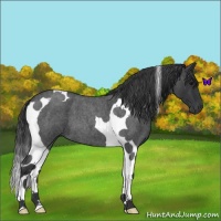 Horse Color:Blue Roan Tobiano