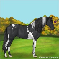 Horse Color:Black Tobiano