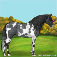 Horse Color:Blue Roan Tobiano 