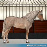 Horse Color:Chocolate Palomino Roan