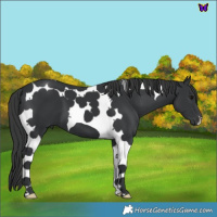 Horse Color:Black Tobiano 