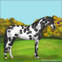 Horse Color:Black Tobiano Frame 