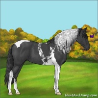 Horse Color:Blue Roan Tobiano