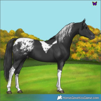 Horse Color:Black Tobiano Blanket 
