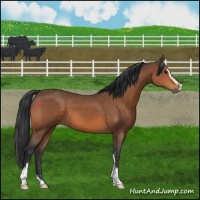 Horse Color:Bay Sabino 