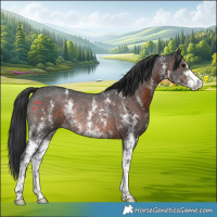 Horse Color:Brown Sabino Rabicano 