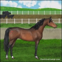 Horse Color:Brown Sabino Rabicano