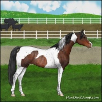 Horse Color:Brown Tobiano Appaloosa Rabicano 