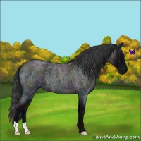 Horse Color:Midnight Blue Roan 