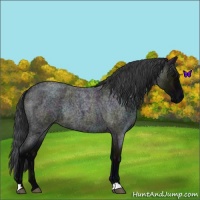 Horse Color:Midnight Blue Roan Rabicano 