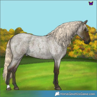Horse Color:Midnight Palomino Roan 