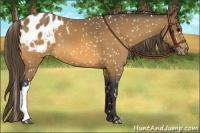 Horse Color:Buckskin Blanket 