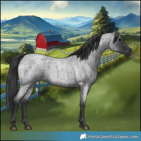 Horse Color:Blue Roan 
