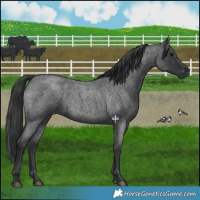 Horse Color:Blue Roan 