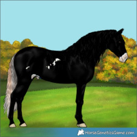 Horse Color:Bay Dun Tobiano Leopard
