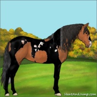 Horse Color:Bay Tobiano 