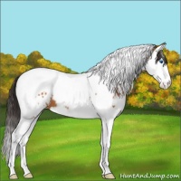Horse Color:White Spotted Bay Splash Tobiano Appaloosa 