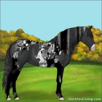 Horse Color:Black Tobiano 