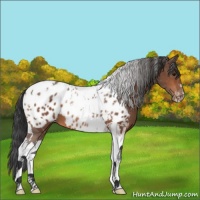 Horse Color:Bay Tobiano Appaloosa 