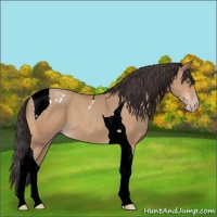 Horse Color:Amber Champagne Tobiano 