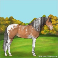 Horse Color:Bay Tobiano Appaloosa 