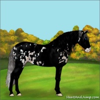 Horse Color:Bay Splash Tobiano Near Leopard