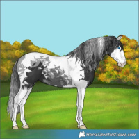 Horse Color:Black Splash Tobiano 