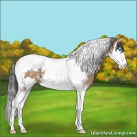 Horse Color:White Spotted Sable Champagne Splash Tobiano 