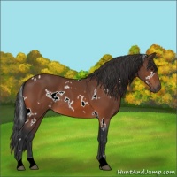 Horse Color:White Spotted Brown