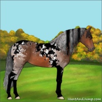 Horse Color:Bay Tobiano 
