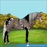 Horse Color:Silver Black Tobiano