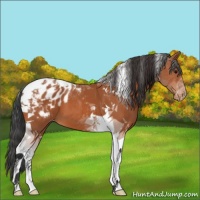 Horse Color:Bay Tobiano Blanket 