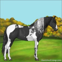Horse Color:Black Tobiano 
