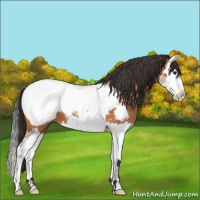 Horse Color:Bay Splash Near Fewspot 