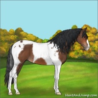Horse Color:Bay Tobiano 